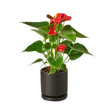 Anthurium 'Red' - Puck's