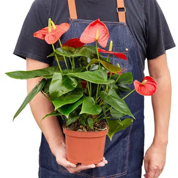 Anthurium 'Red' - Puck's