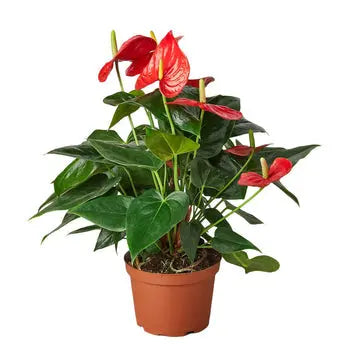 Anthurium 'Red' - Puck's