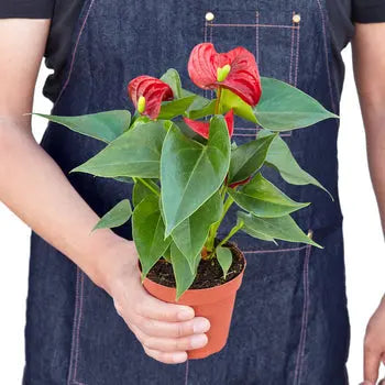 Anthurium 'Red' - Puck's