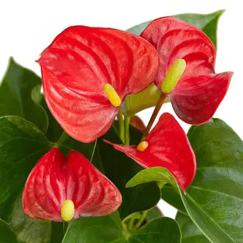 Anthurium 'Red' - Puck's