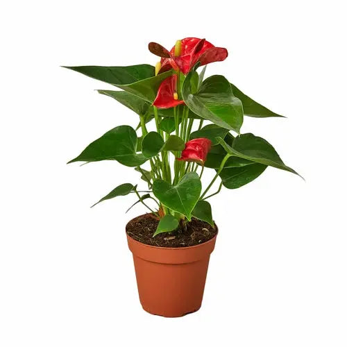 Anthurium 'Red' - Puck's