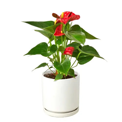 Anthurium 'Red' - Puck's