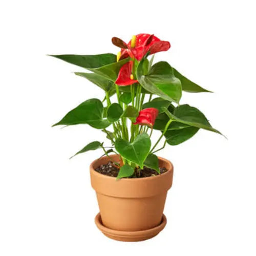 Anthurium 'Red' - Puck's