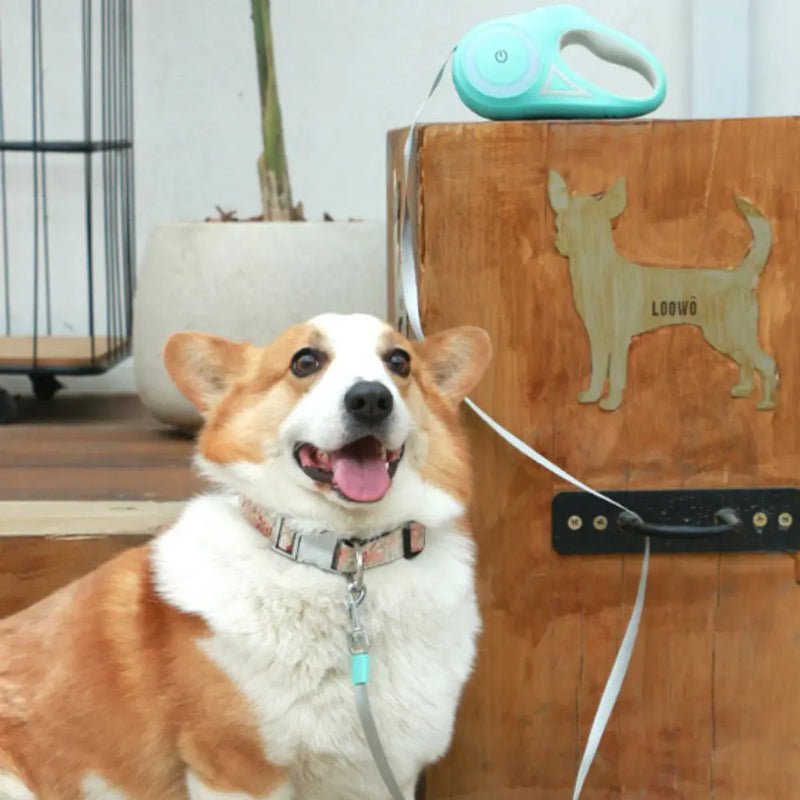 Automatic Retractable Lighting Dog Leash - Puck's