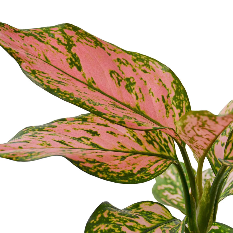 Chinese Evergreen 'Lady Valentine' - Puck's