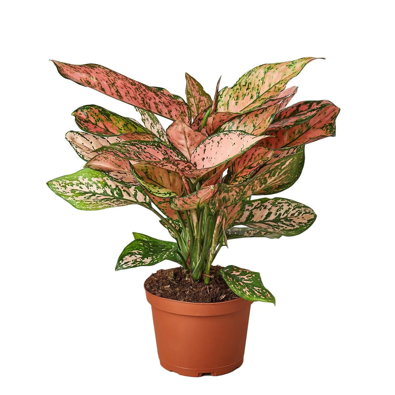Chinese Evergreen 'Lady Valentine' - Puck's
