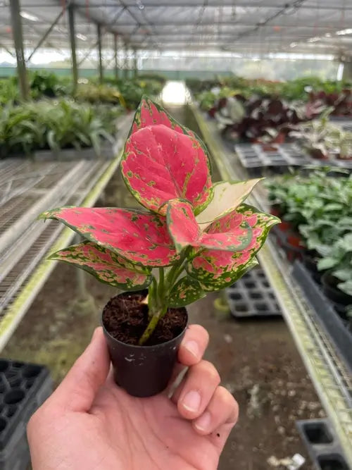 Chinese Evergreen 'Lady Valentine' - Puck's