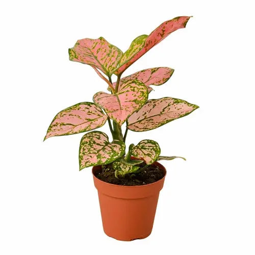 Chinese Evergreen 'Lady Valentine' - Puck's