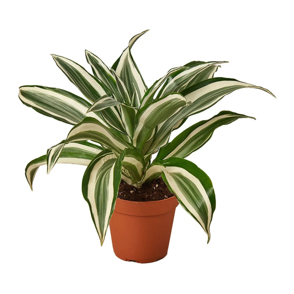Dracaena 'Warneckii White Jewel' - Puck's