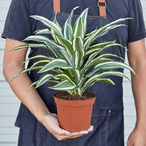 Dracaena 'Warneckii White Jewel' - Puck's