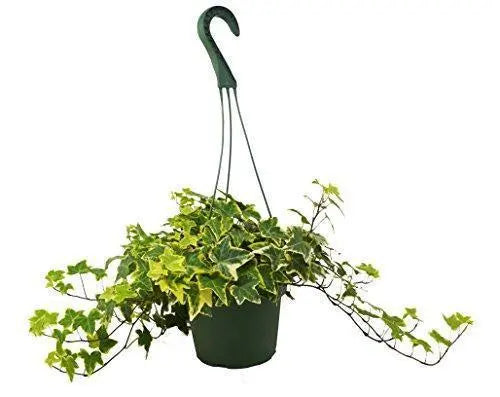 English Ivy Gold Child - Puck's