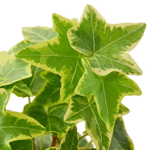 English Ivy Gold Child - Puck's