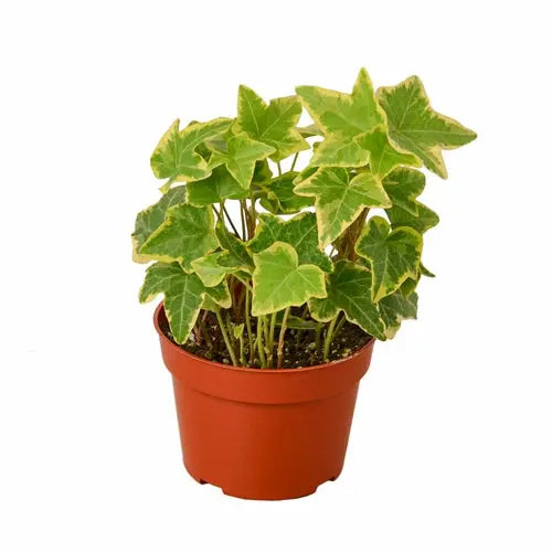 English Ivy Gold Child - Puck's
