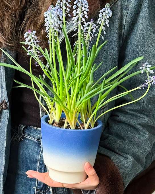 Handmade Macaron Flower Pots, Dopamine Indoor / Outdoor Garden Planter - Puck's