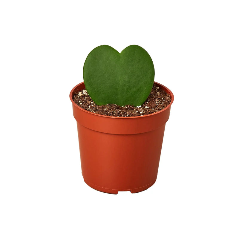 Hoya Sweetheart - Puck's