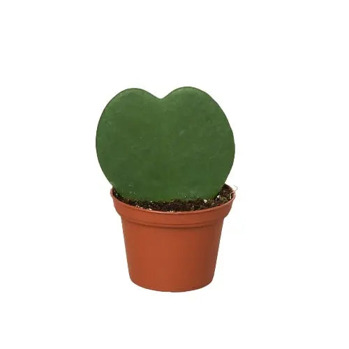 Hoya Sweetheart - Puck's