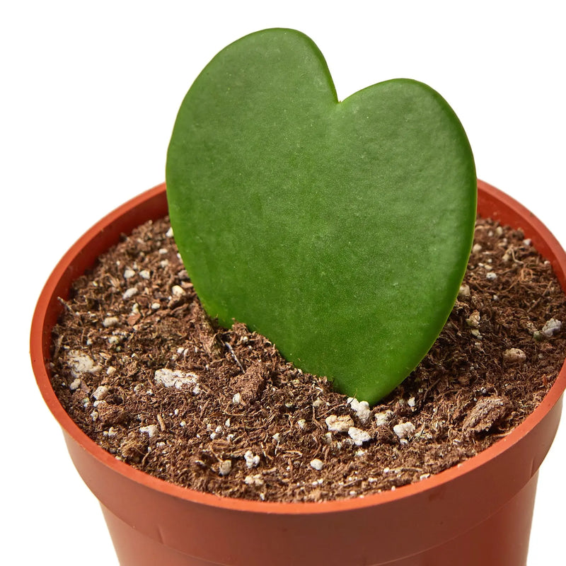 Hoya Sweetheart - Puck's
