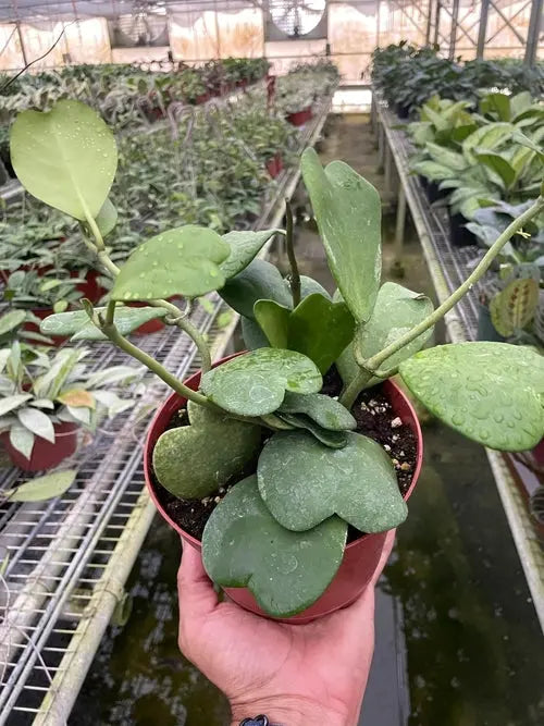 Hoya Sweetheart - Puck's