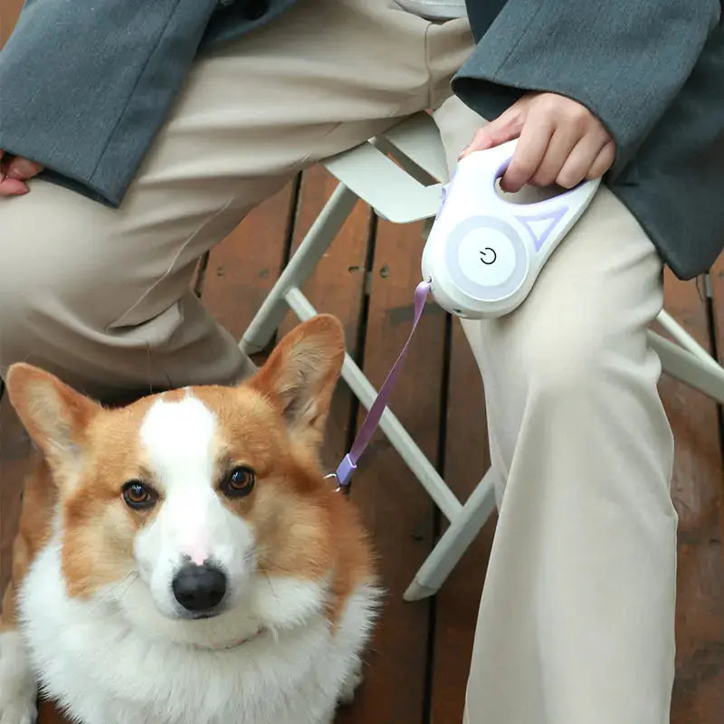 Led Lights Dog Leash - Puck's