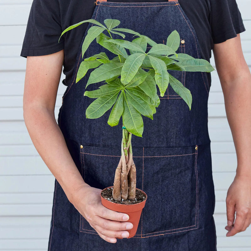 Money Tree 'Guiana Chestnut' Pachira Braid - Puck's