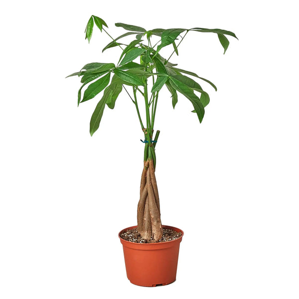 Money Tree 'Guiana Chestnut' Pachira Braid - Puck's