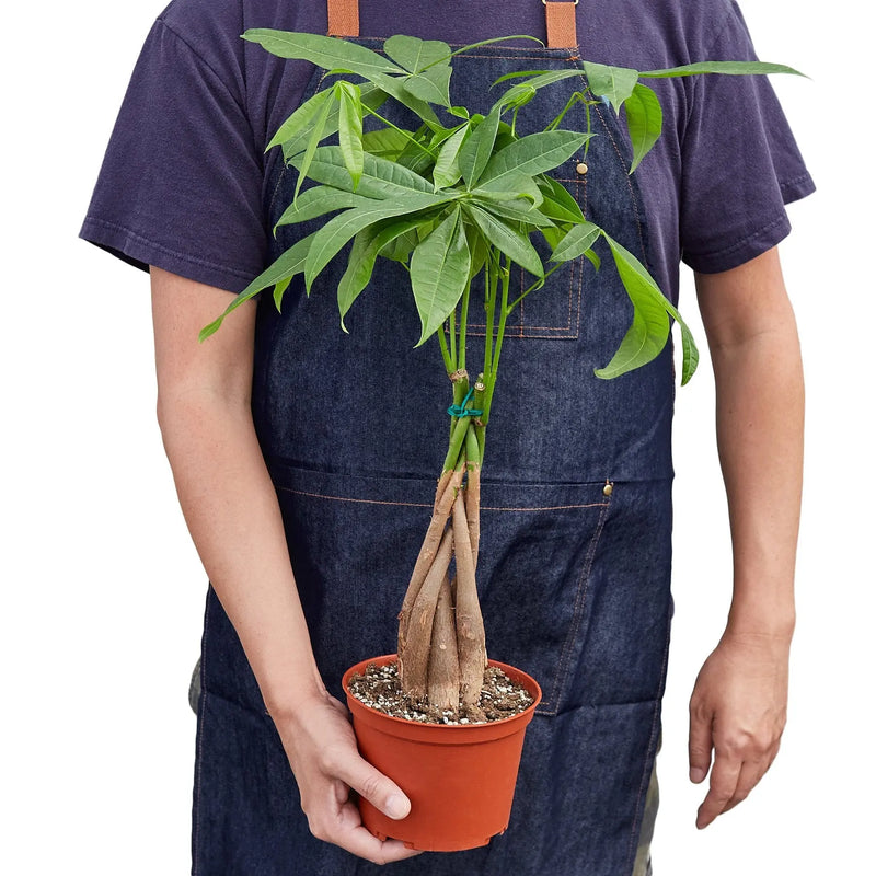 Money Tree 'Guiana Chestnut' Pachira Braid - Puck's