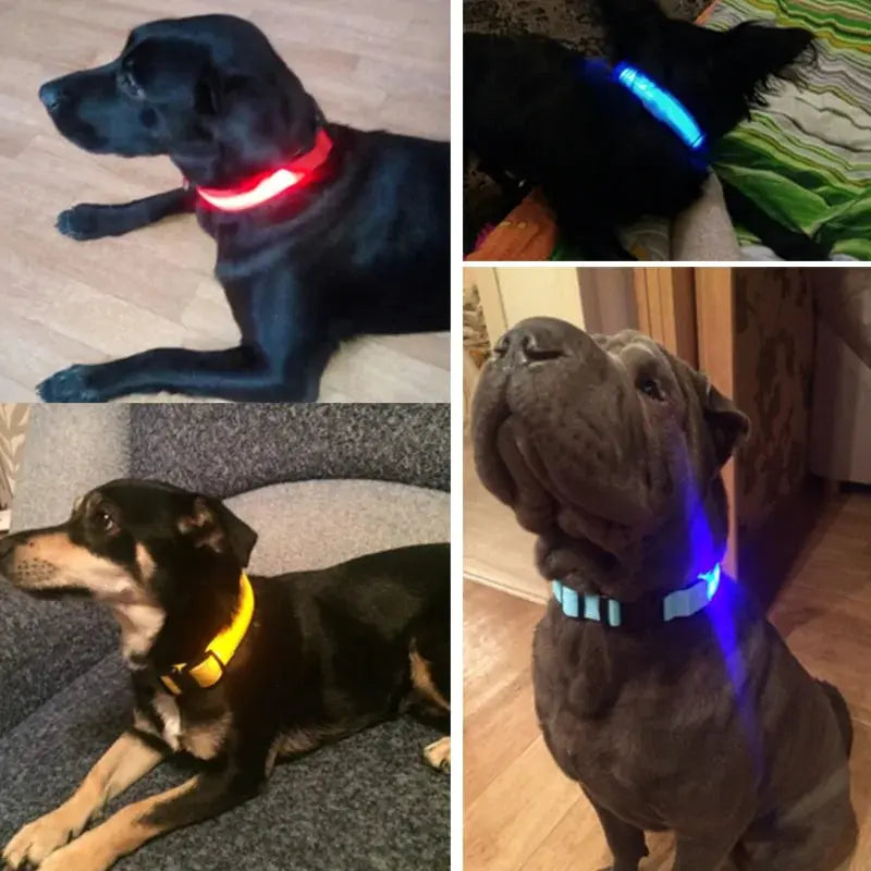 Pet Led Collar - Puck's