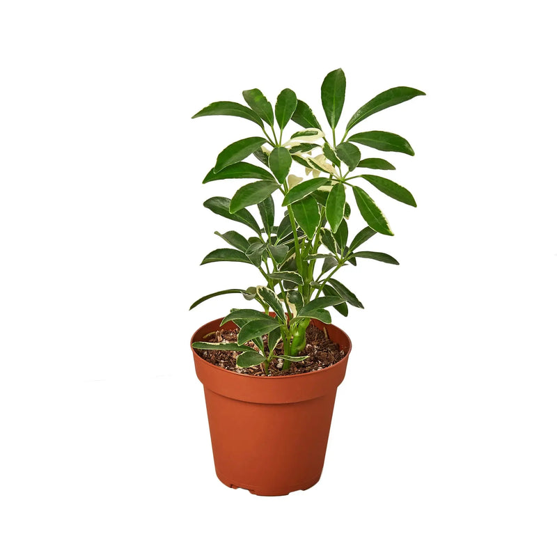 Schefflera Moonlight 'Umbrella Plant' - Puck's
