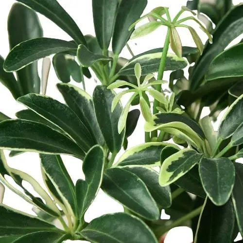 Schefflera Moonlight 'Umbrella Plant' - Puck's