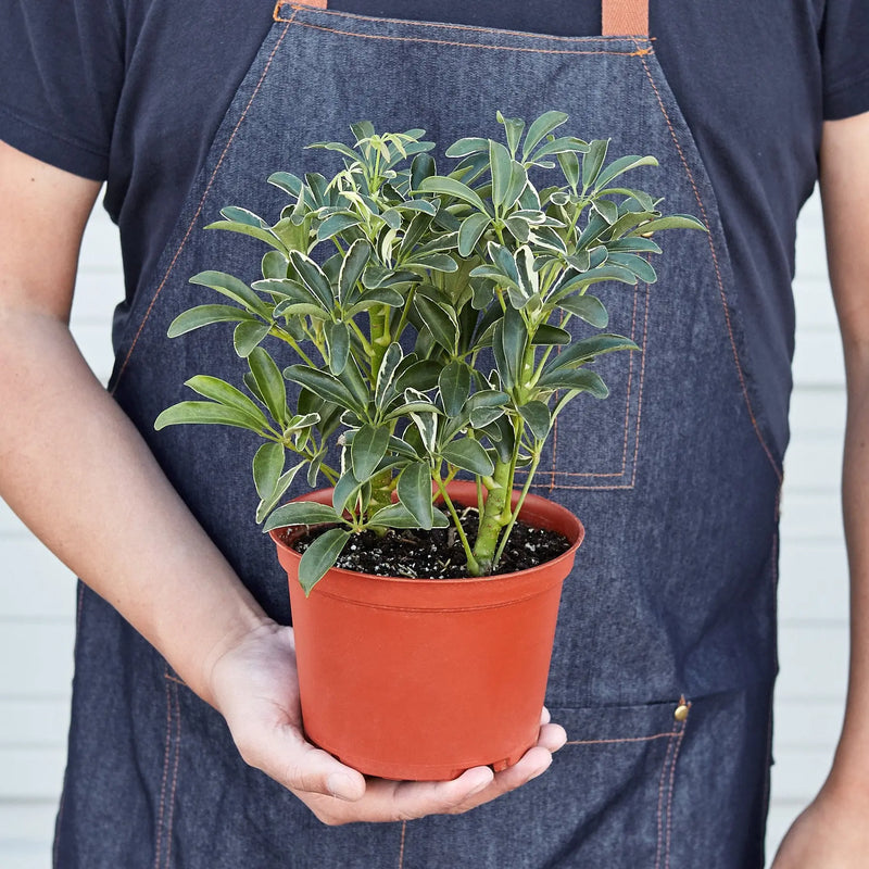 Schefflera Moonlight 'Umbrella Plant' - Puck's