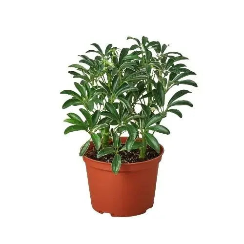 Schefflera Moonlight 'Umbrella Plant' - Puck's