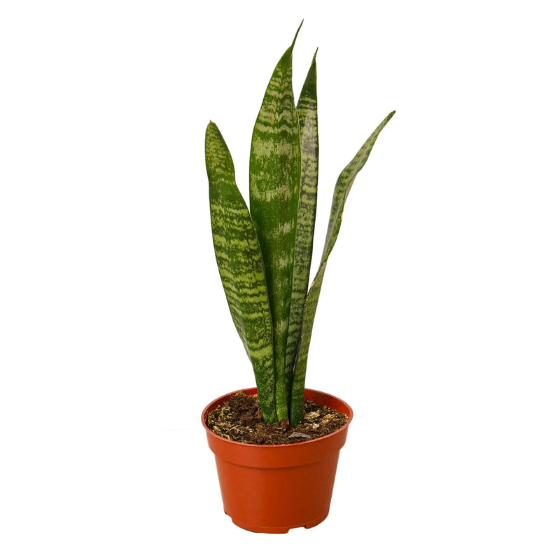 Snake Plant 'Zeylanica' - Puck's