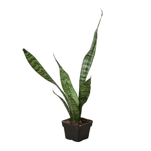 Snake Plant 'Zeylanica' - Puck's