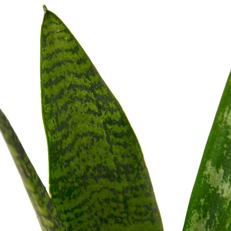 Snake Plant 'Zeylanica' - Puck's