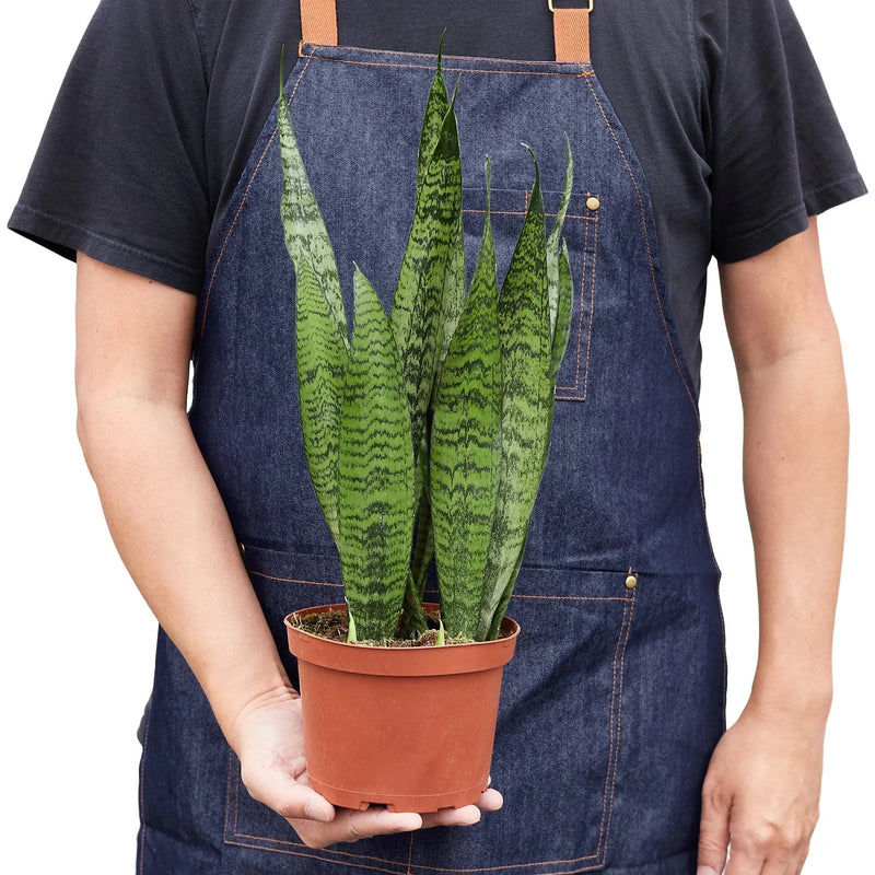 Snake Plant 'Zeylanica' - Puck's