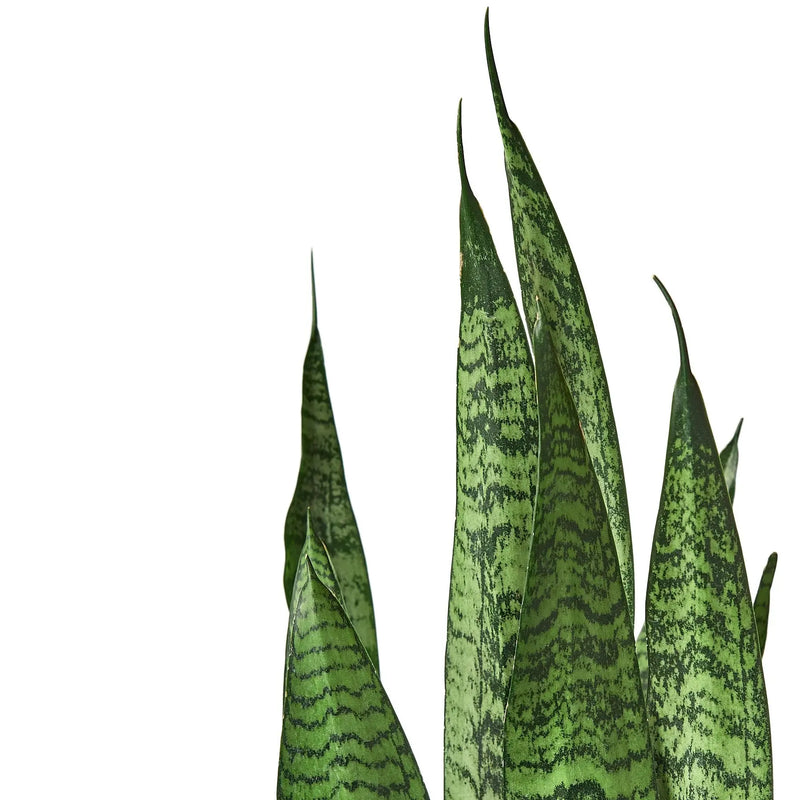 Snake Plant 'Zeylanica' - Puck's