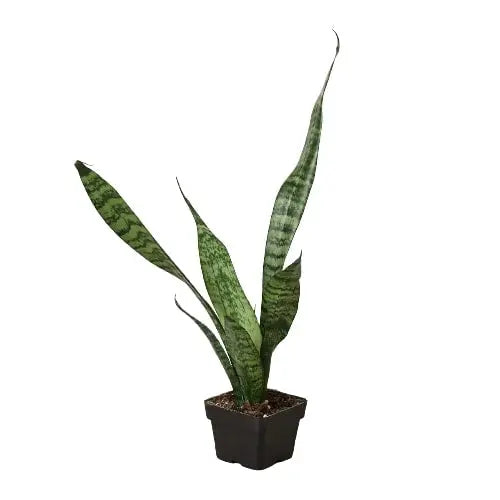 Snake Plant 'Zeylanica' - Puck's