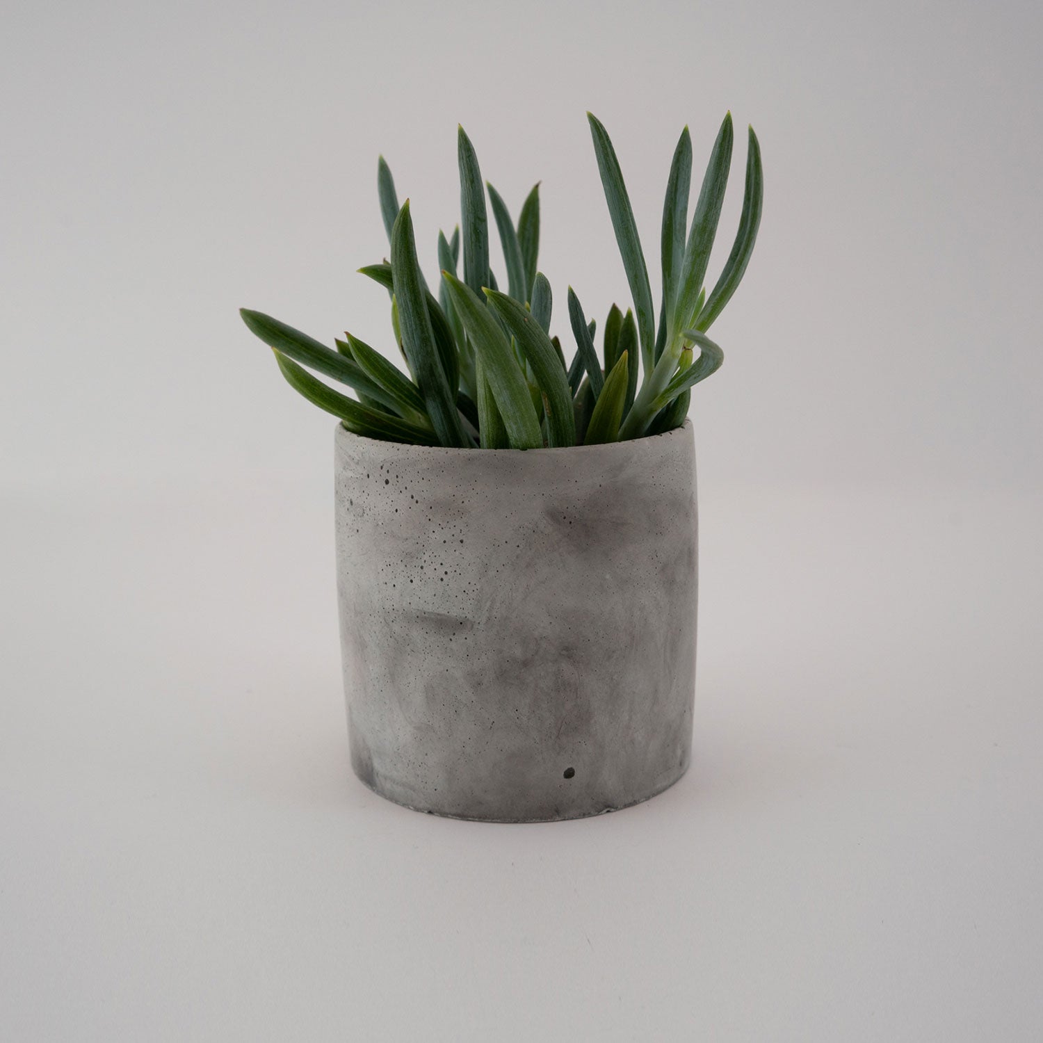 Medium Planter - Puck's
