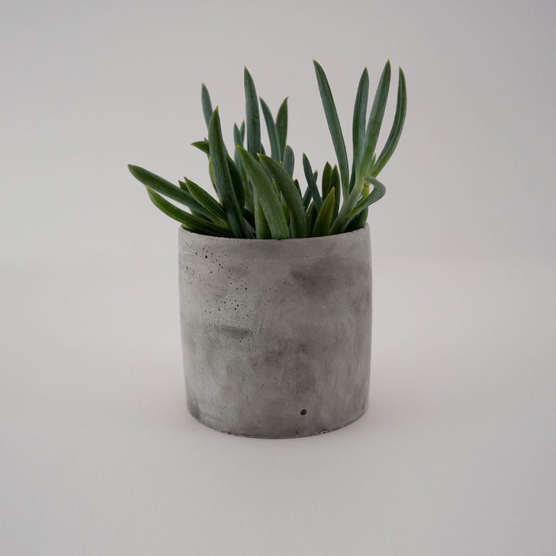 Medium Planter - Puck's
