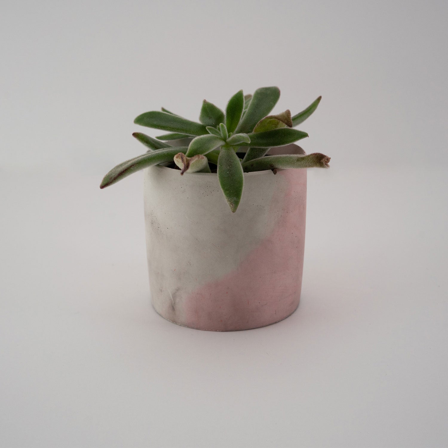 Medium Planter - Puck's